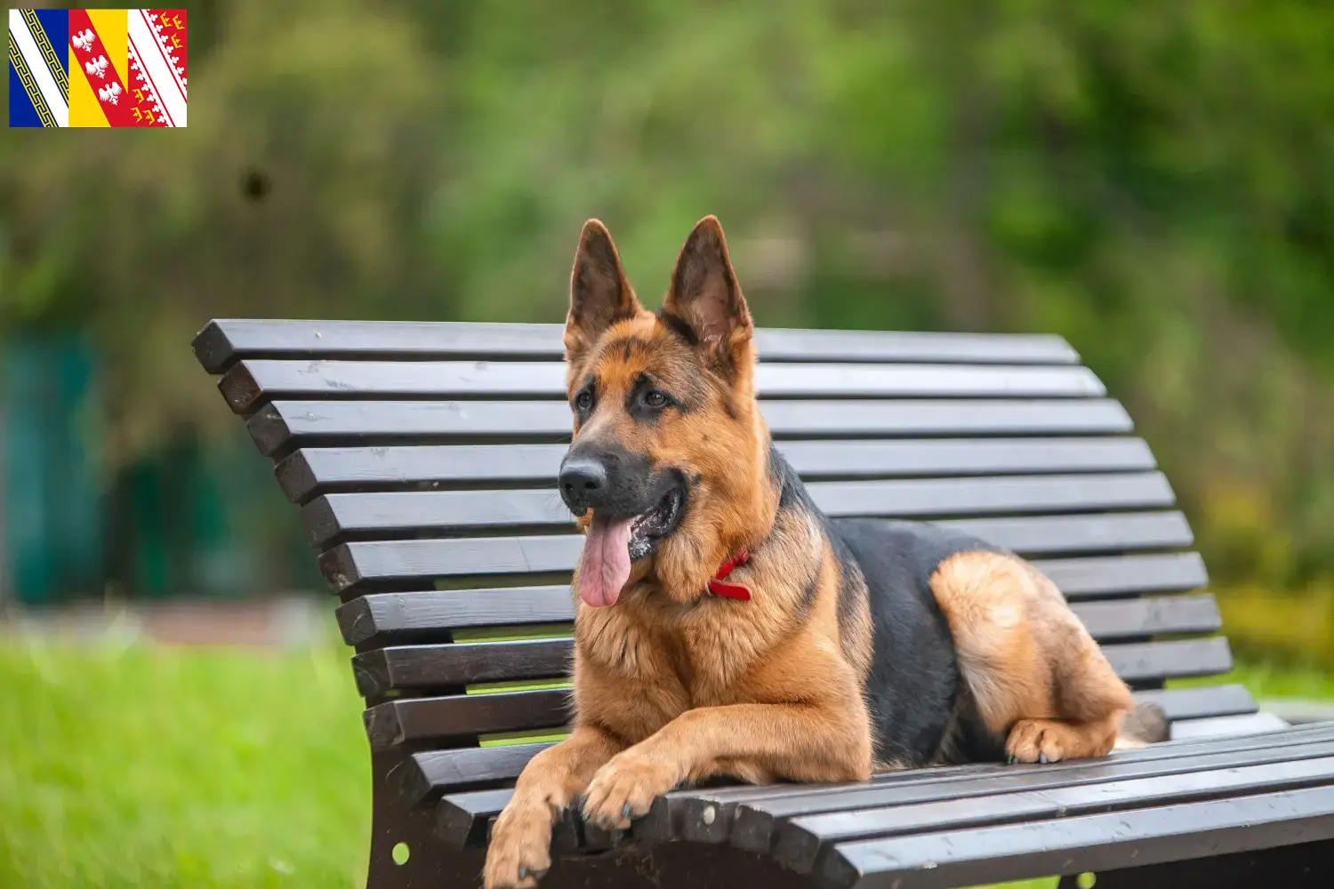 Berger allemand chiots et éleveurs Grand Est Ici, tu trouveras des éleveurs de chiens de berger allemands en Grand Est.