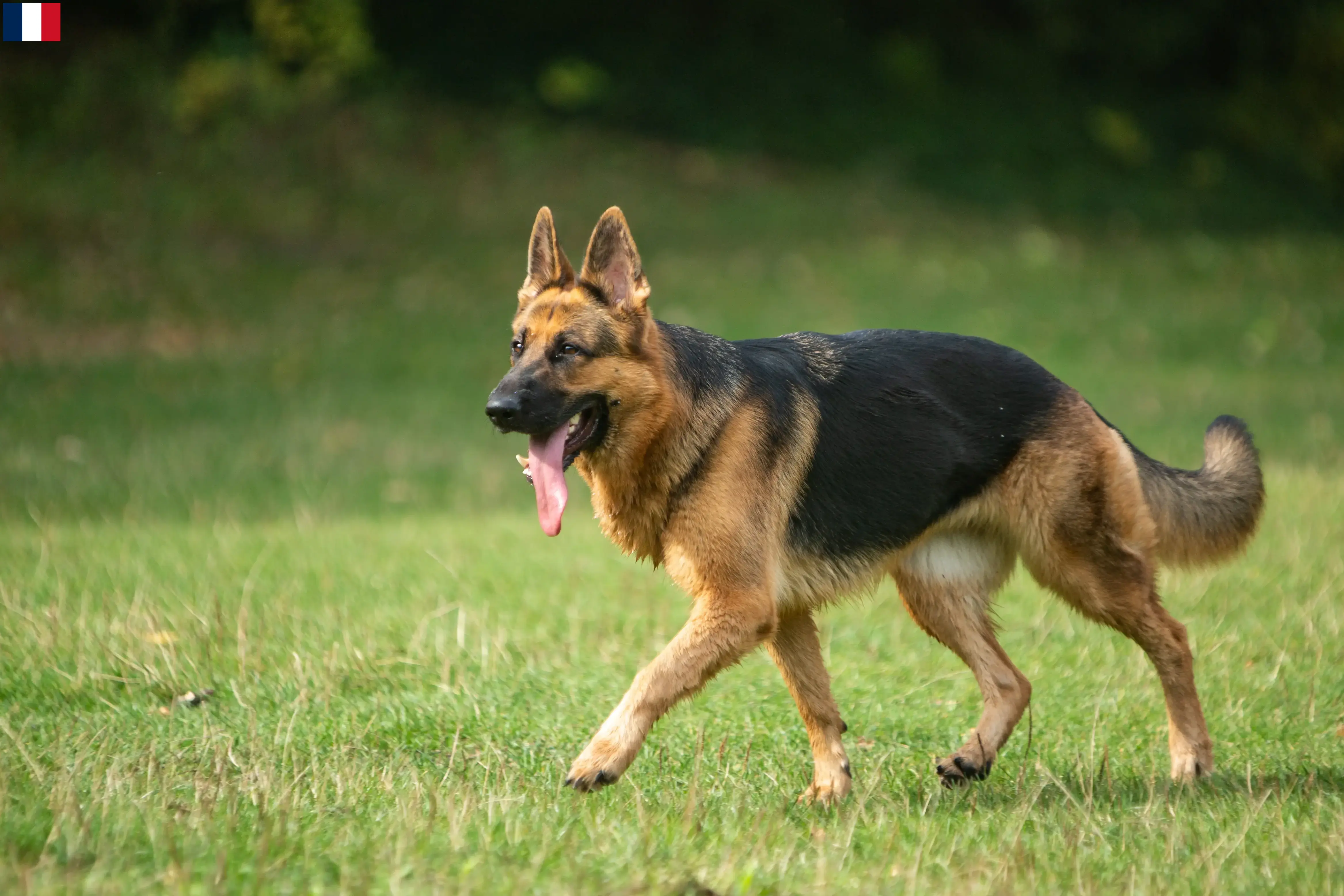 Berger allemand chiots et éleveurs Guadeloupe Ici, tu trouveras des éleveurs de chiens de berger allemands en Guadeloupe.
