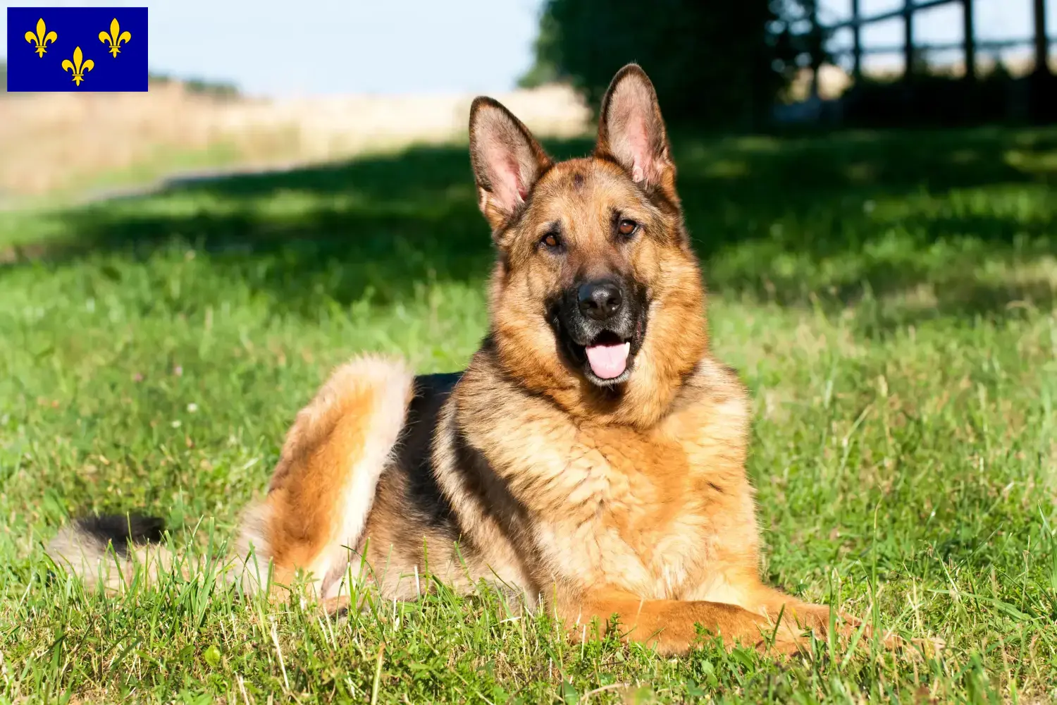 Berger allemand chiots et éleveurs Île-de-France Ici, tu trouveras des éleveurs de Bergers Allemands en Île-de-France.