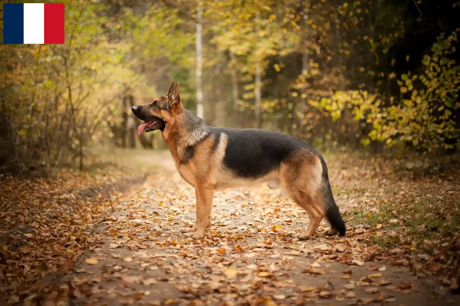 Berger allemand chiots et éleveurs Martinique Ici, tu trouveras des éleveurs de chiens de berger allemands en Martinique.