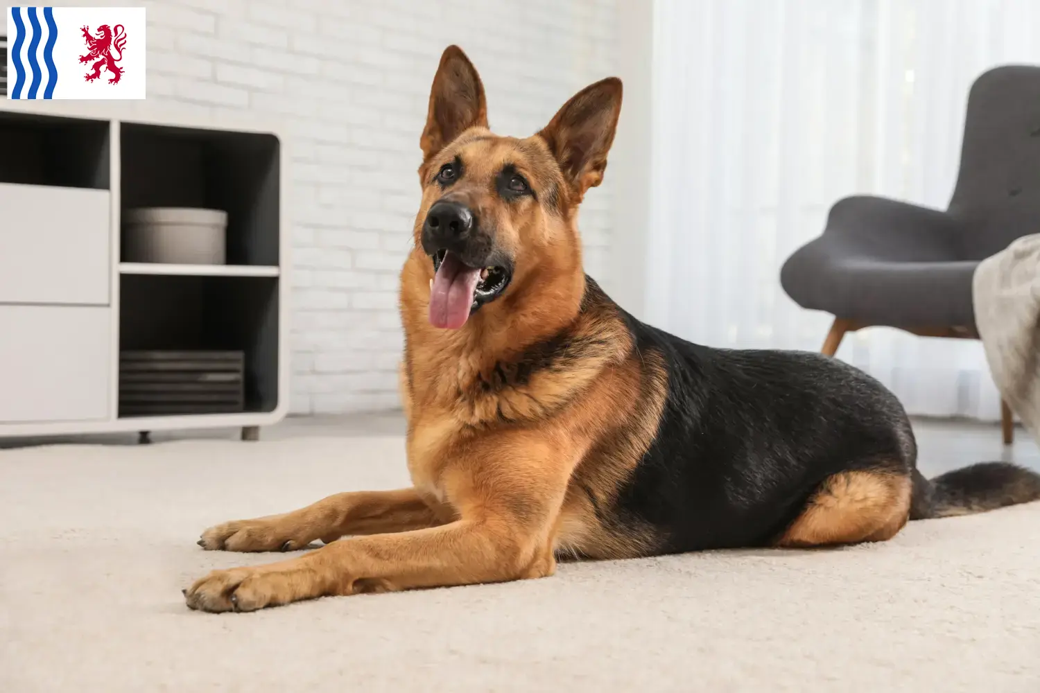 Berger allemand chiots et éleveurs Nouvelle-Aquitaine Ici vous trouverez des éleveurs de Bergers Allemands en Nouvelle-Aquitaine.