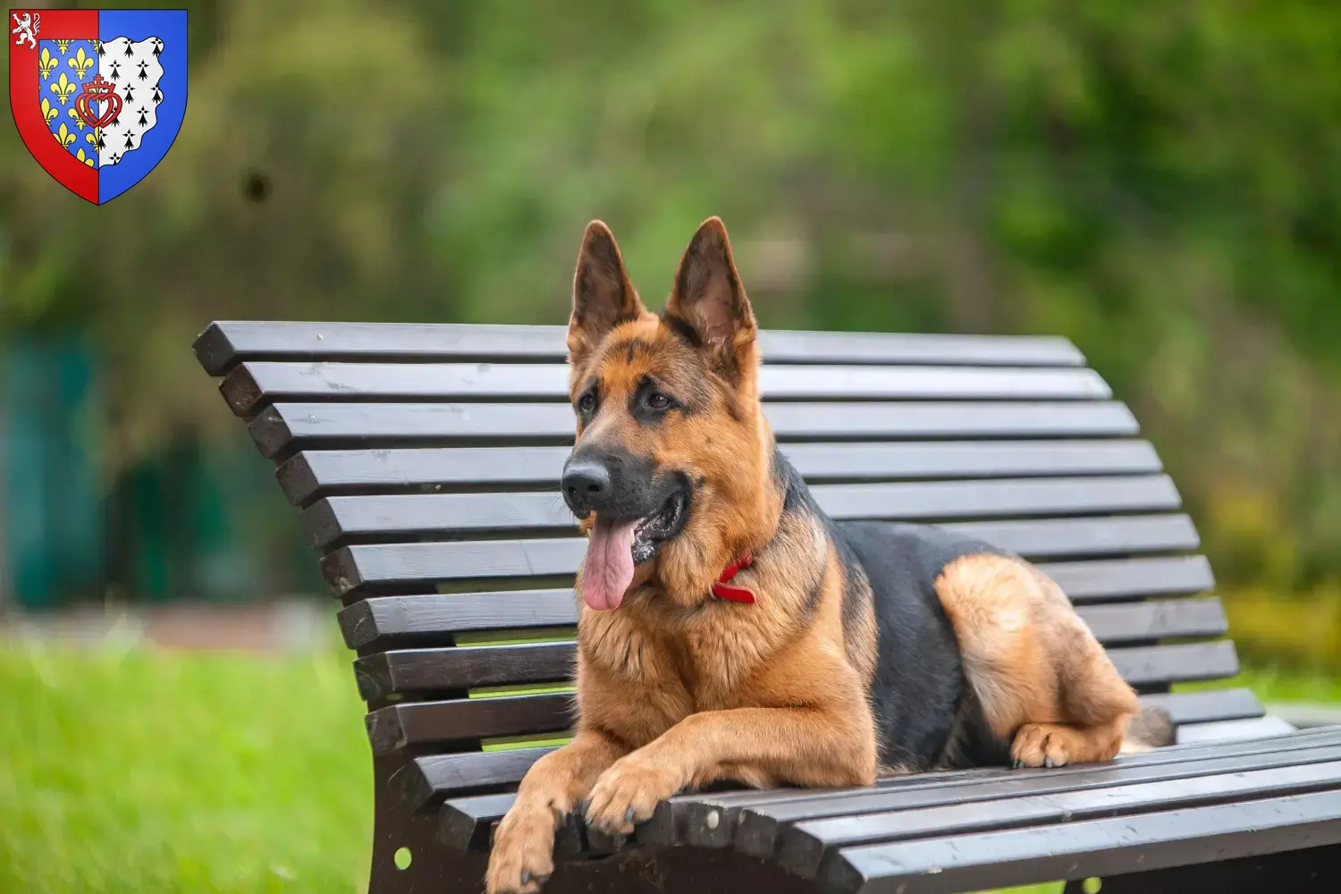 Berger allemand chiots et éleveurs Pays de la Loire Ici, tu trouveras des éleveurs de Bergers Allemands en Pays de la Loire.