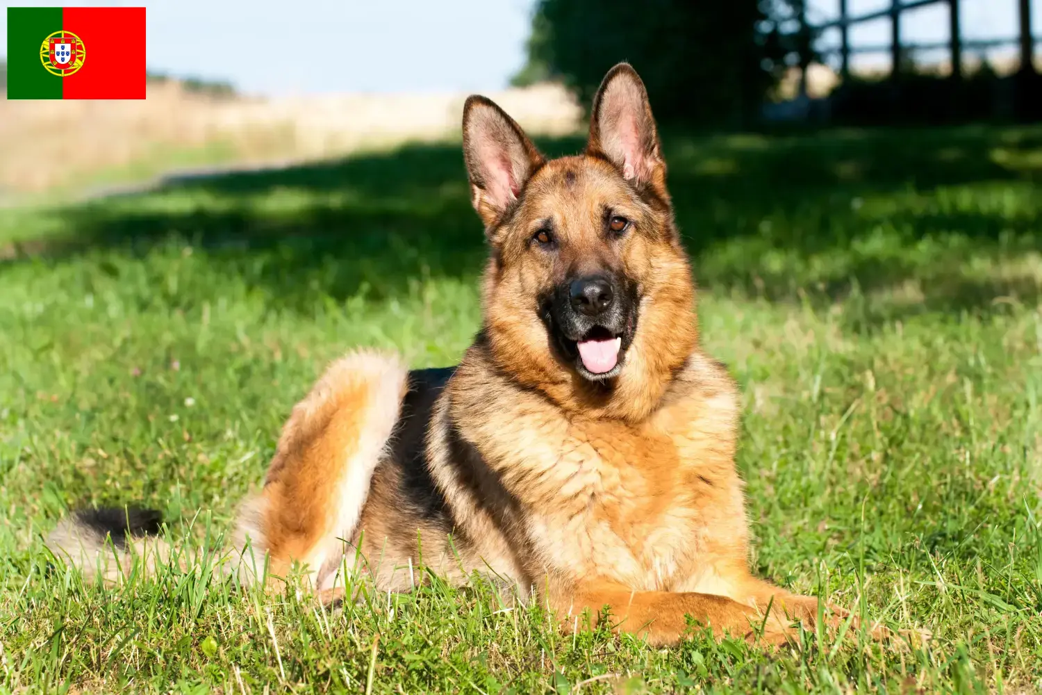 Berger allemand chiots et éleveurs Portugal Ici, tu trouveras des éleveurs de Bergers Allemands au Portugal.