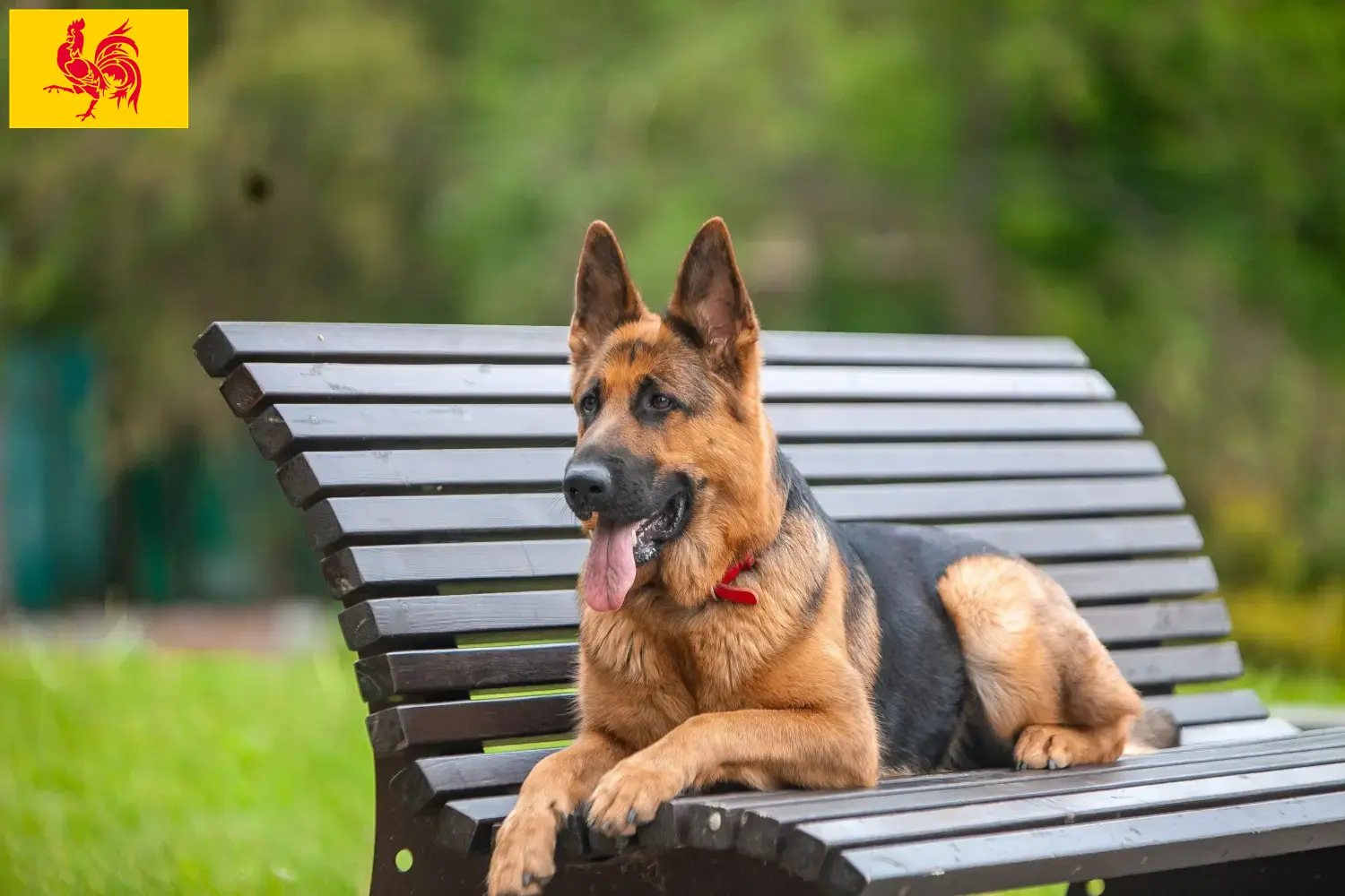 Berger allemand chiots et éleveurs Région wallonne Ici vous trouverez des éleveurs de Bergers Allemands en Région Wallonne.