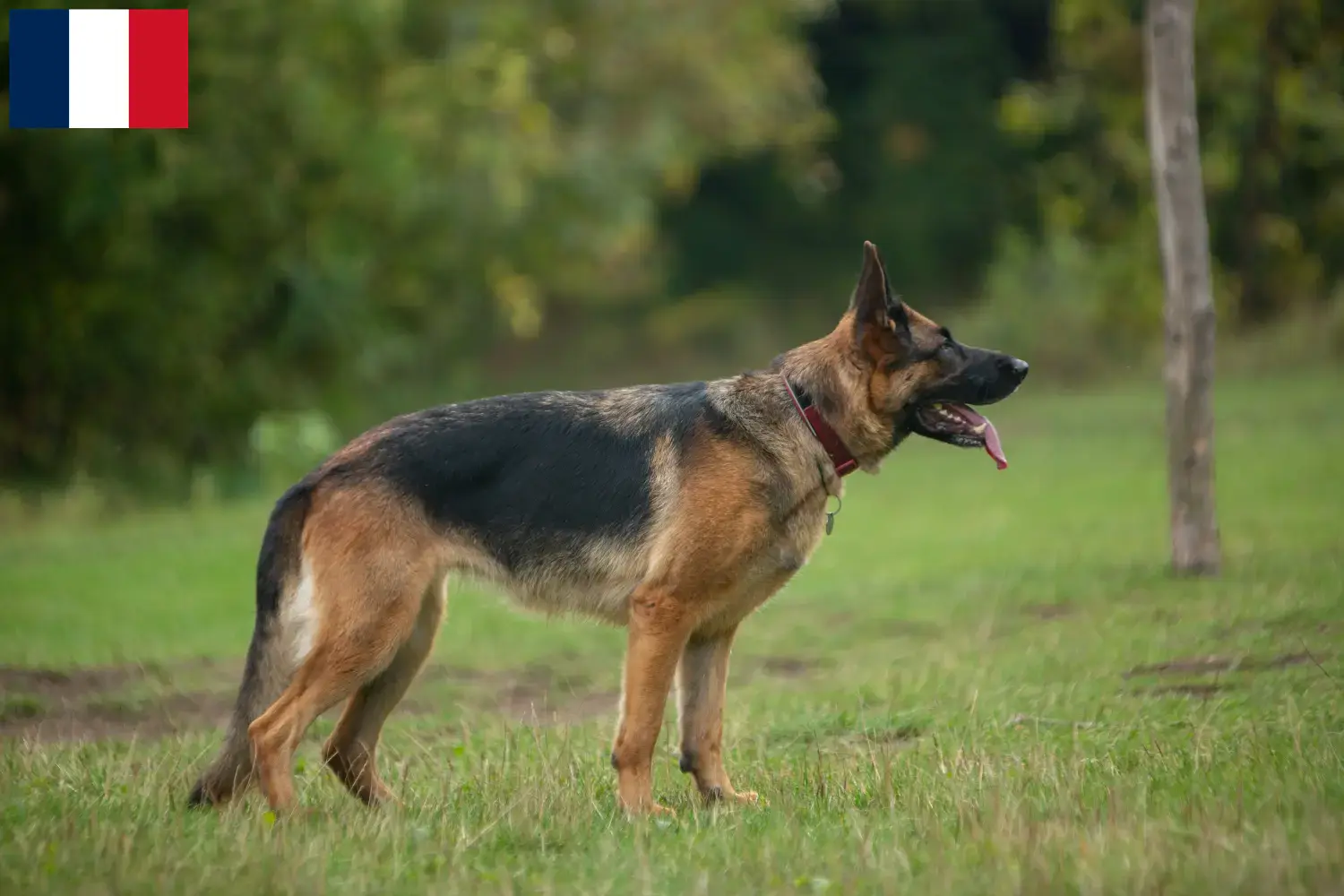 Berger allemand chiots et éleveurs Réunion Ici, tu trouveras des éleveurs de Bergers Allemands à la Réunion.