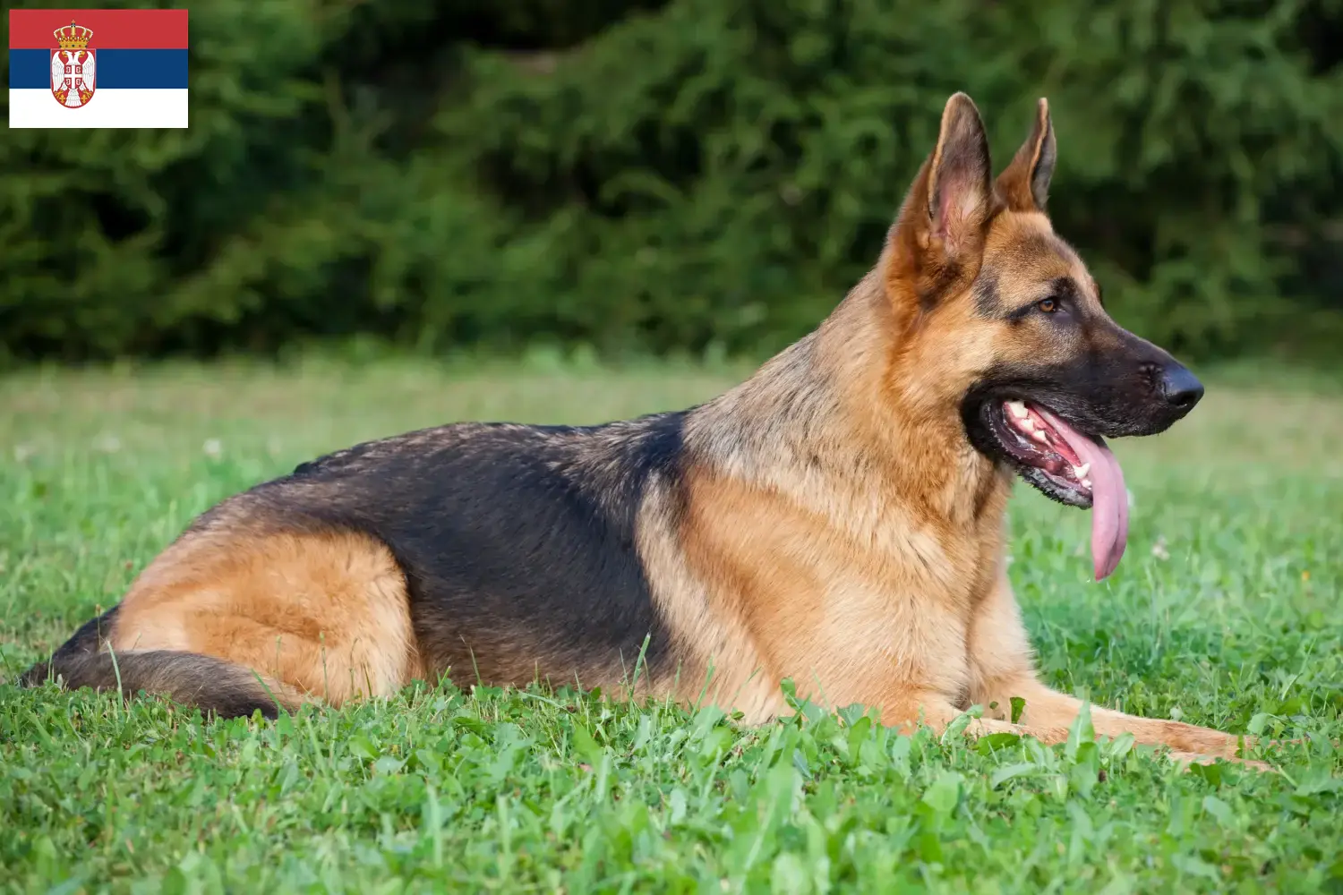 Berger allemand chiots et éleveurs Serbie Vous trouverez ici les éleveurs de Bergers Allemands en Serbie.