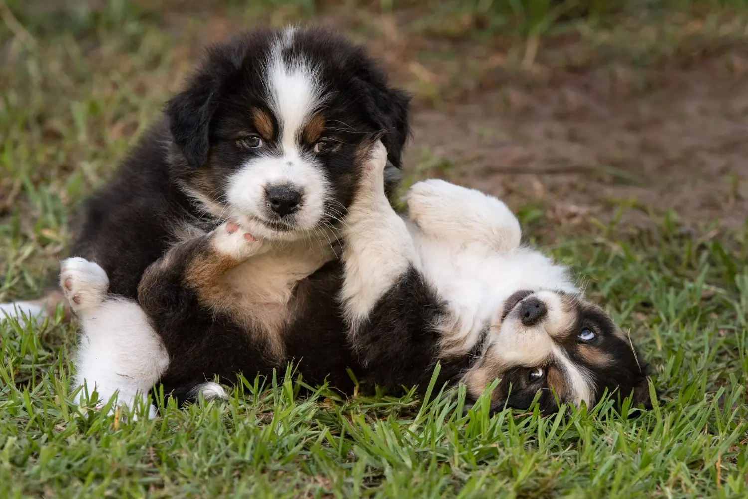 Acheter un chiot berger australien, c'est prendre ses responsabilités ! Acheter un chiot berger australien.