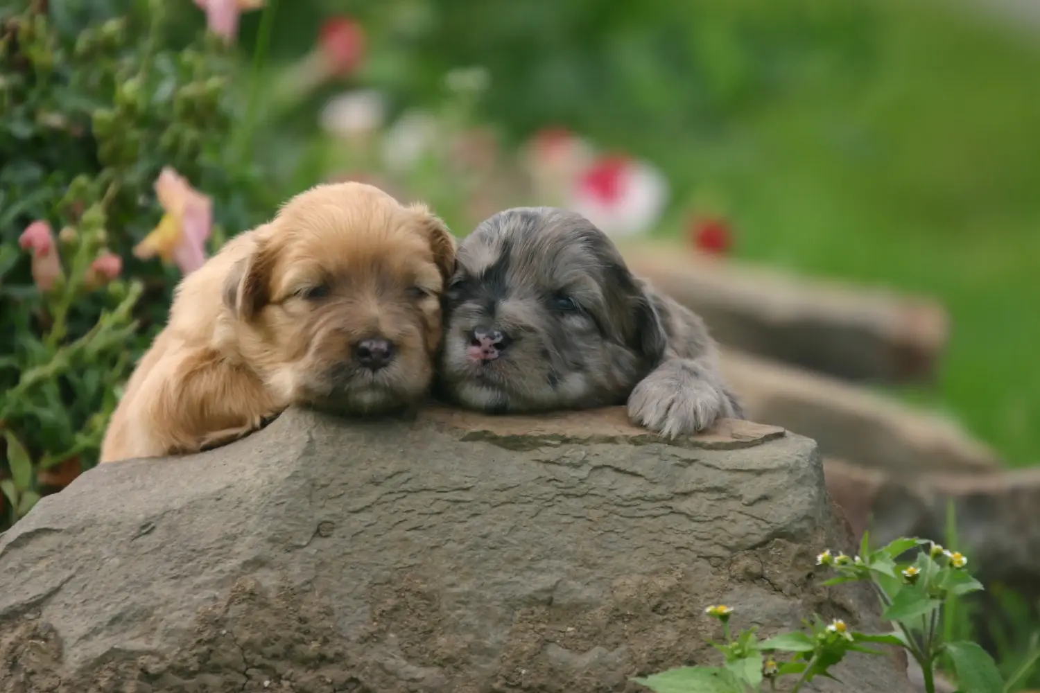 Acheter un chiot Berger des Pyrénées, c'est prendre ses responsabilités ! Acheter des chiots Berger des Pyrénées.