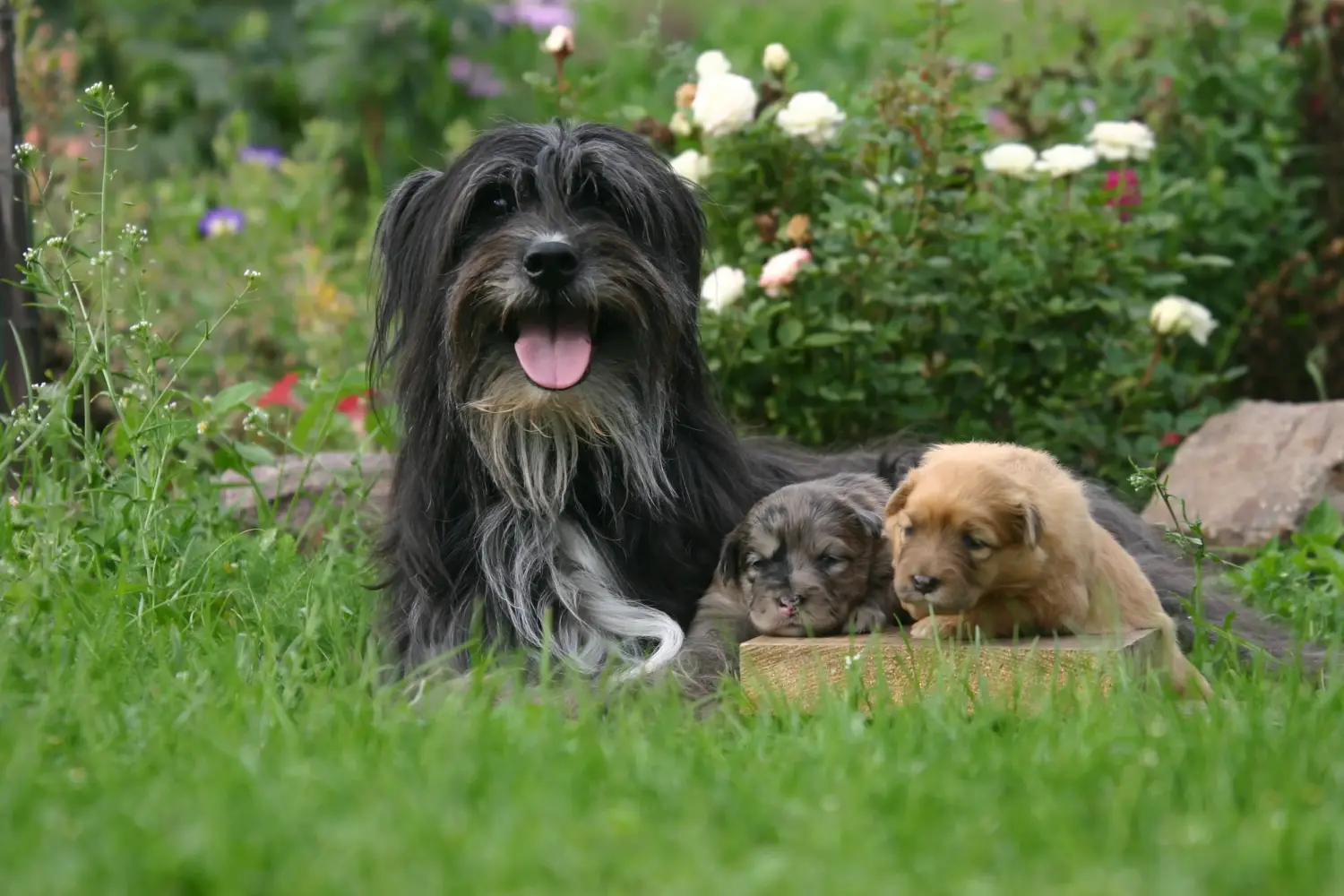 Acheter un chiot Berger des Pyrénées, c'est prendre ses responsabilités ! Acheter des chiots Berger des Pyrénées.