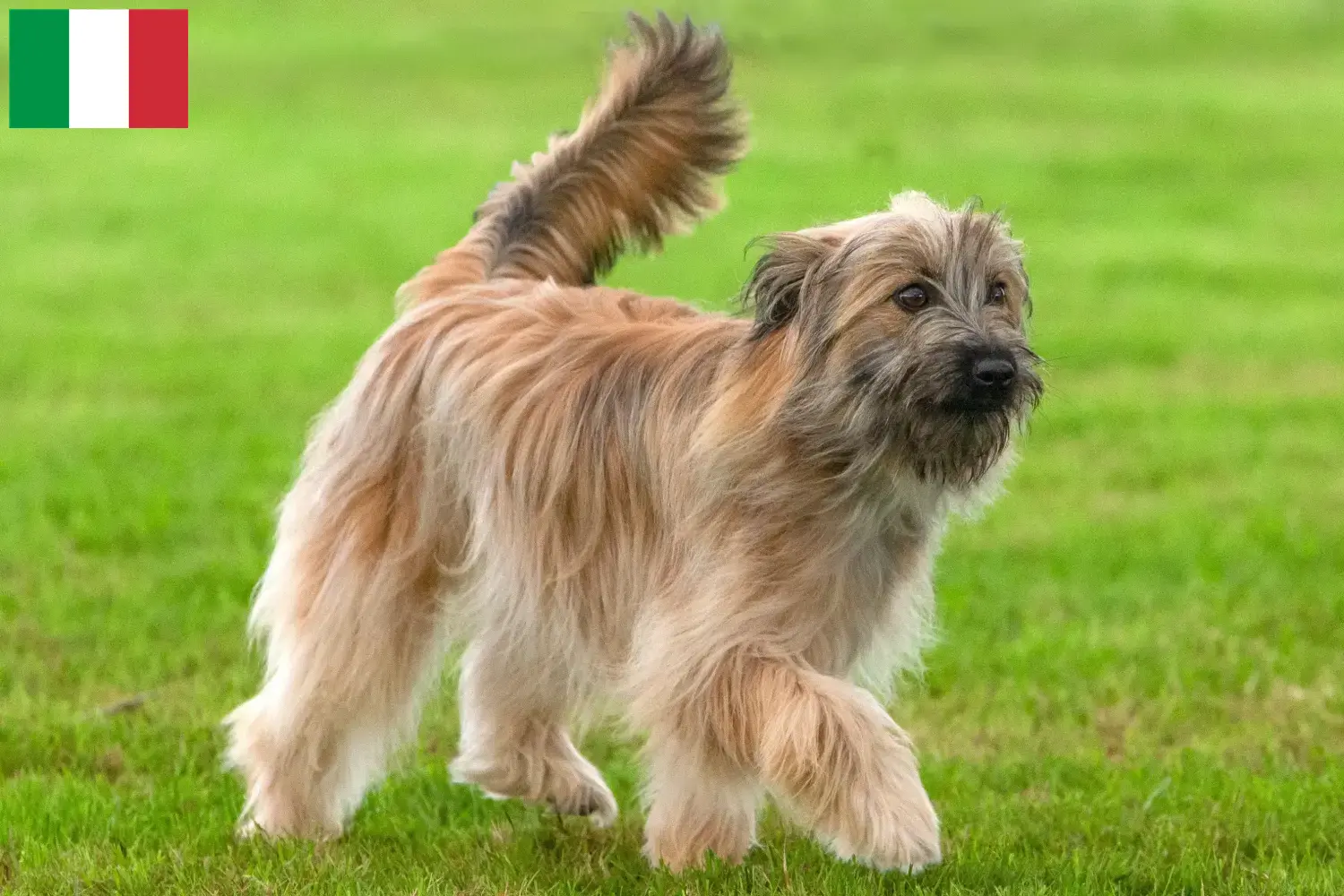 Berger des Pyrénées Chiots et éleveurs Italie Ici, tu trouveras des éleveurs de Bergers des Pyrénées en Italie.
