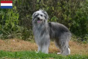 Lire la suite à propos de l’article Berger des Pyrénées éleveurs et chiots aux Pays-Bas