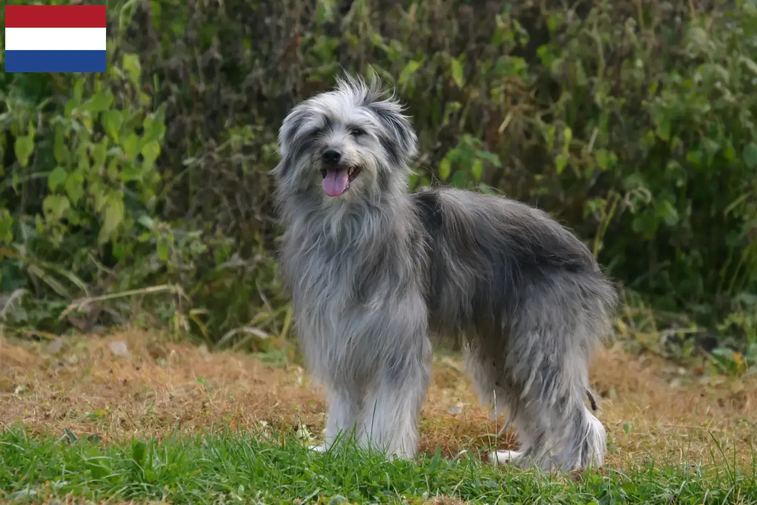 Berger des Pyrénées Chiots et éleveurs Pays-Bas Ici, tu trouveras des éleveurs de Bergers des Pyrénées aux Pays-Bas.
