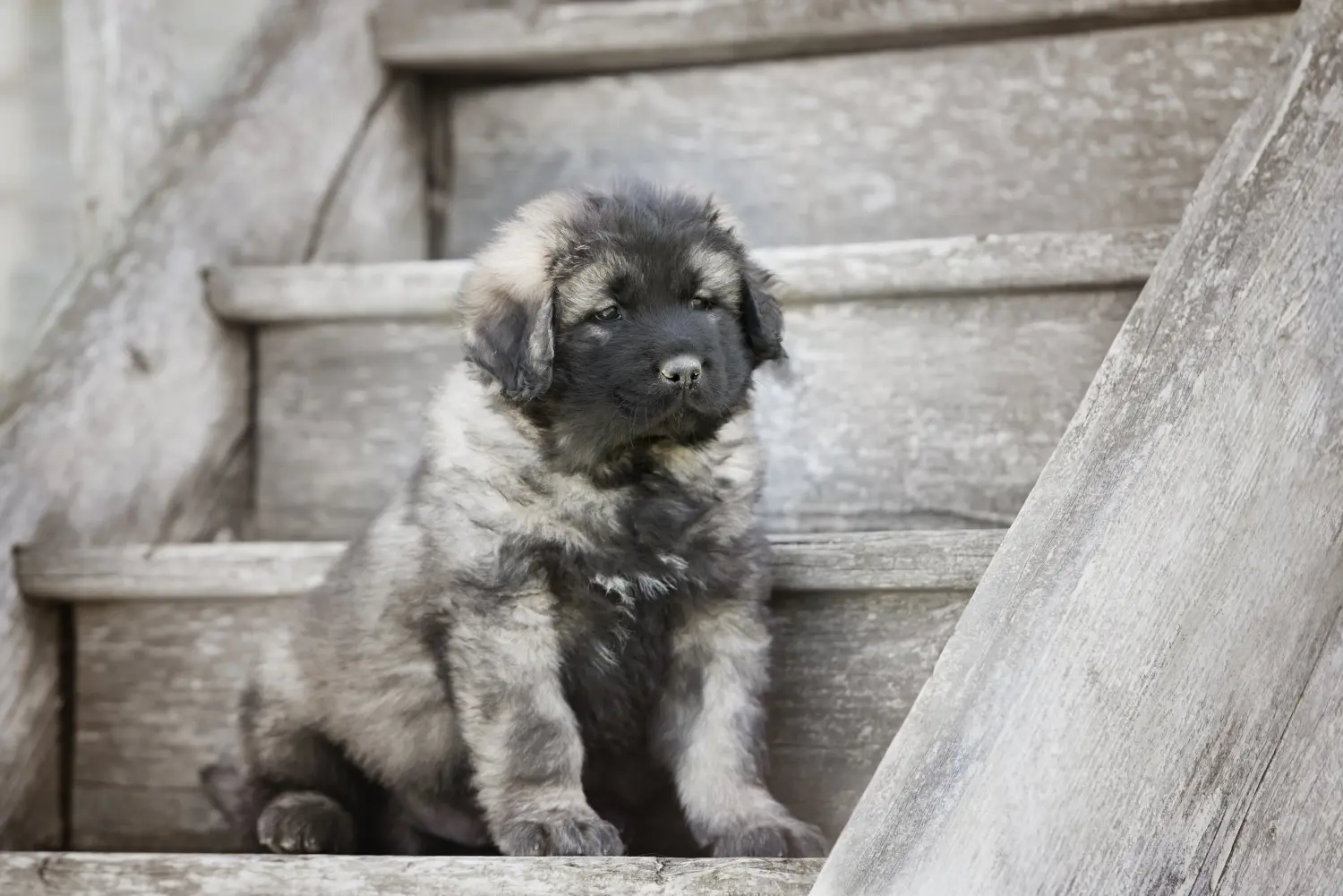 Acheter un chiot berger du Caucase, c'est prendre ses responsabilités ! Acheter un chiot berger du Caucase.