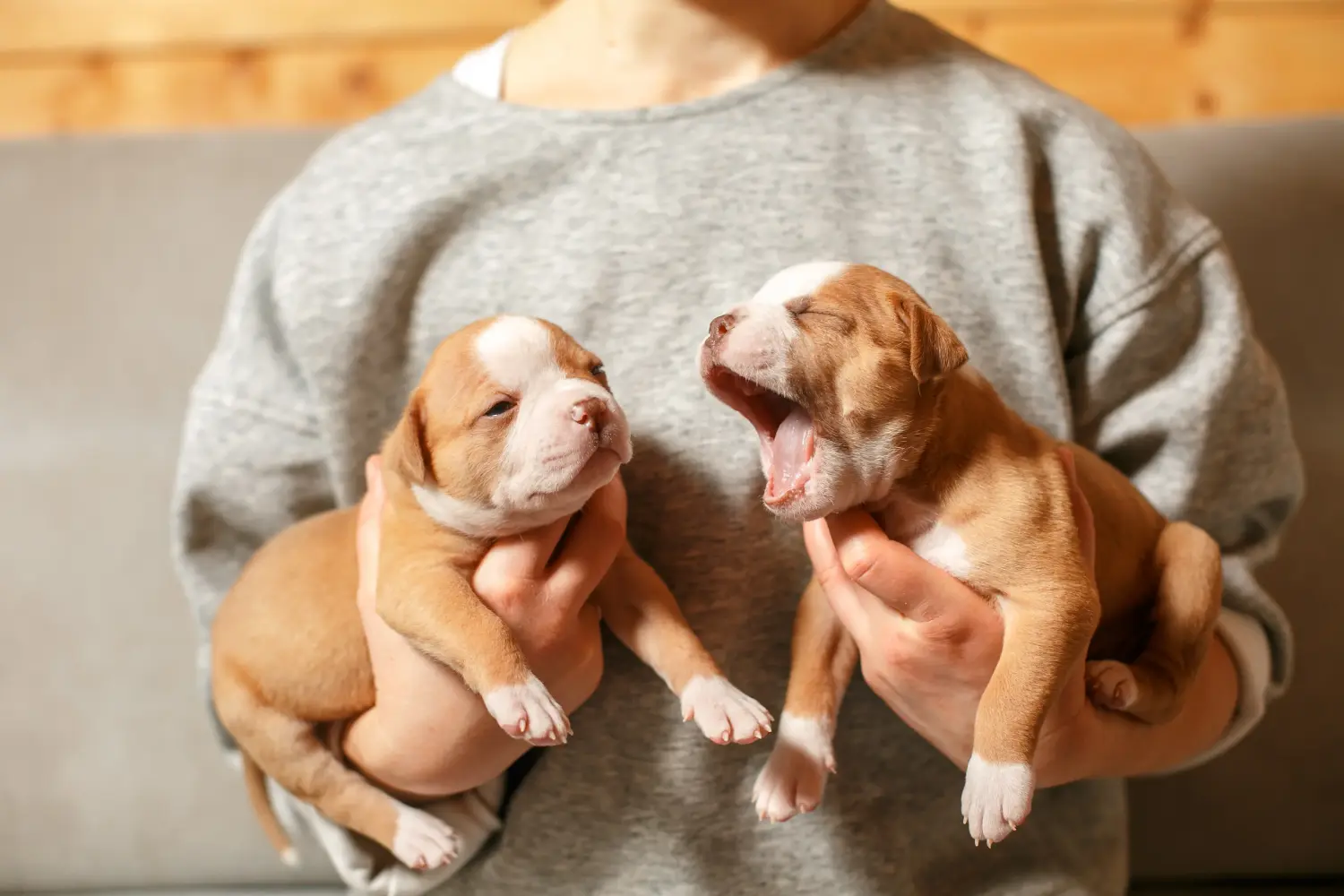 Acheter un chiot American Bulldog, c'est prendre ses responsabilités ! Acheter des chiots Bouledogue américain.