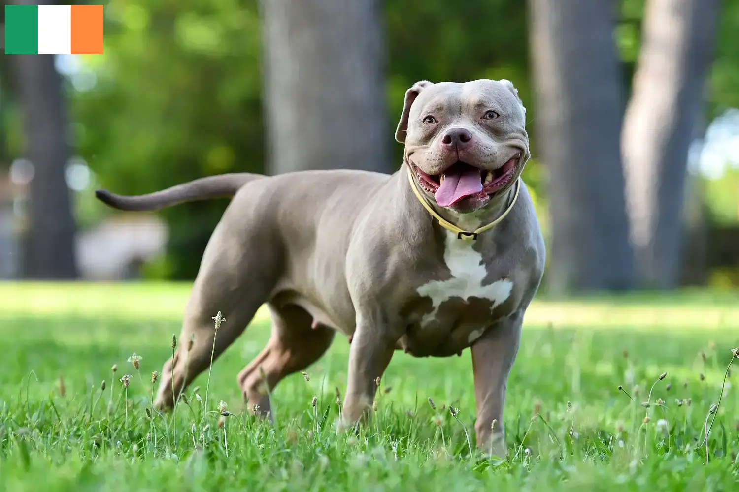 Bouledogues américains chiots et éleveurs Irlande Ici, vous trouverez des éleveurs d'American Bulldogs en Irlande.