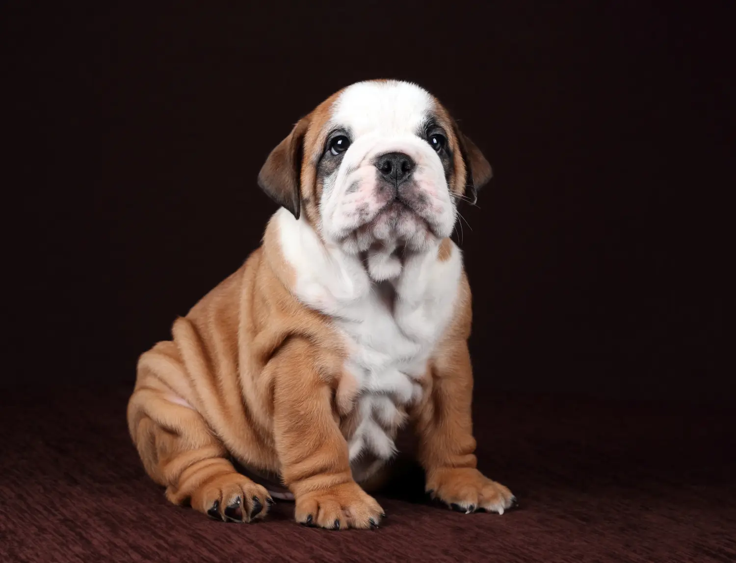Acheter un chiot Continental Bulldog, c'est prendre ses responsabilités ! Acheter des chiots Continental Bulldog.