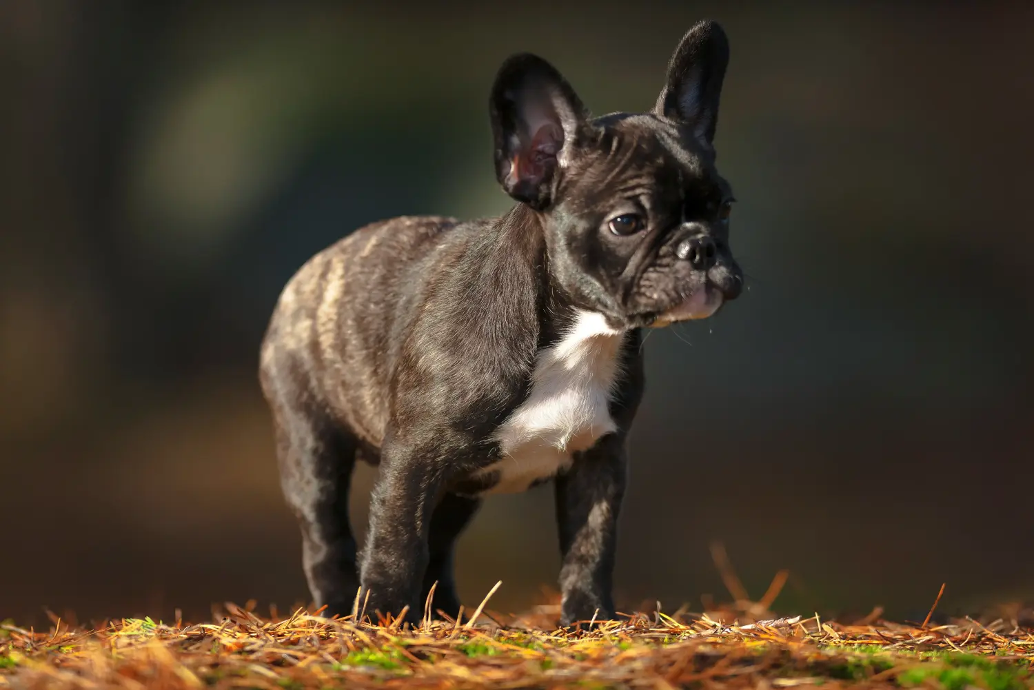 Acheter un chiot bouledogue français, c'est prendre ses responsabilités ! Acheter des chiots bouledogues français.