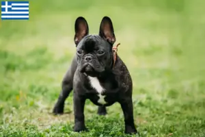 Lire la suite à propos de l’article Éleveurs de Bouledogues français et chiots en Grèce