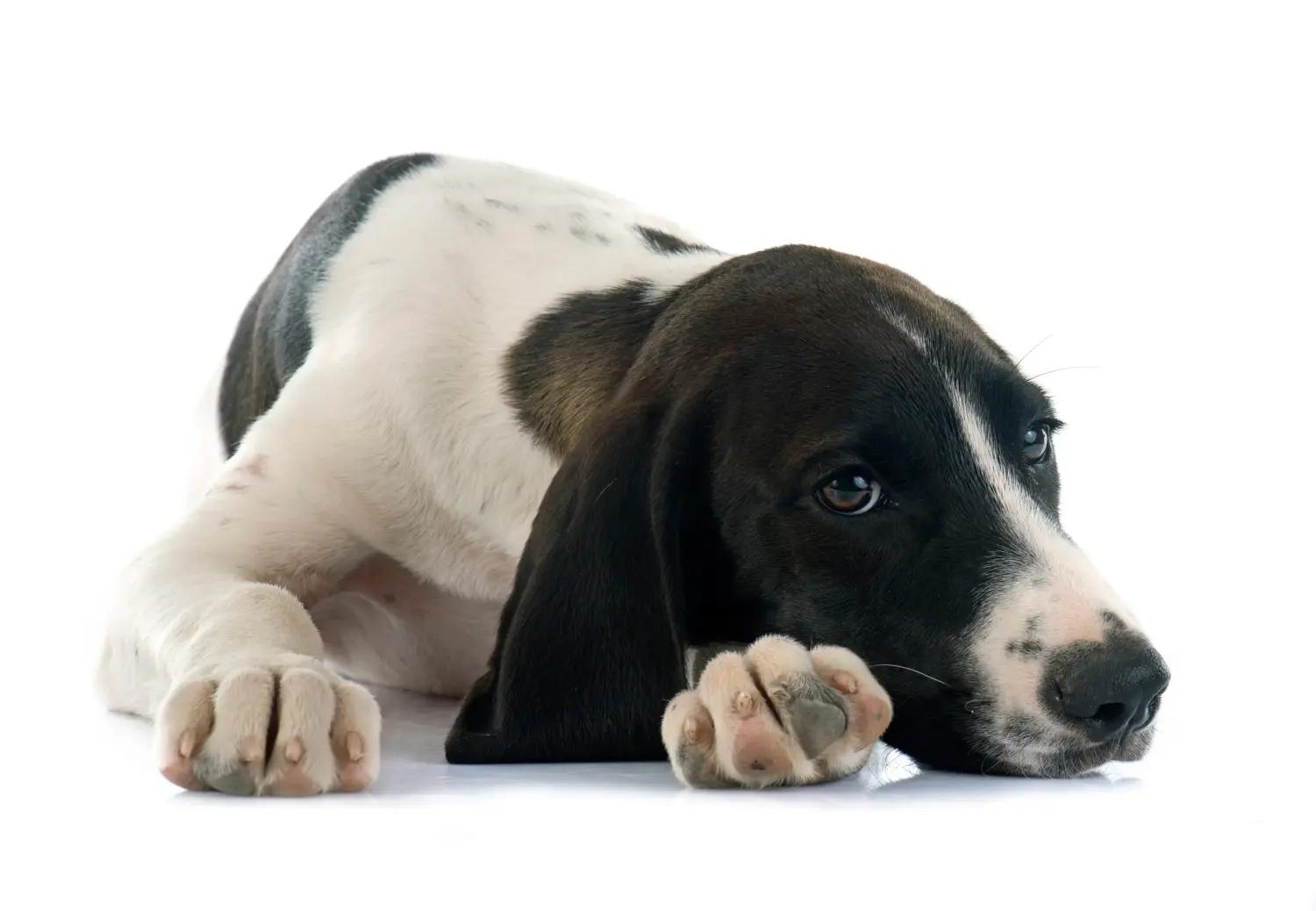 Acheter un chiot Braque d'Auvergne, c'est prendre ses responsabilités ! Acheter des chiots Braque d'Auvergne.