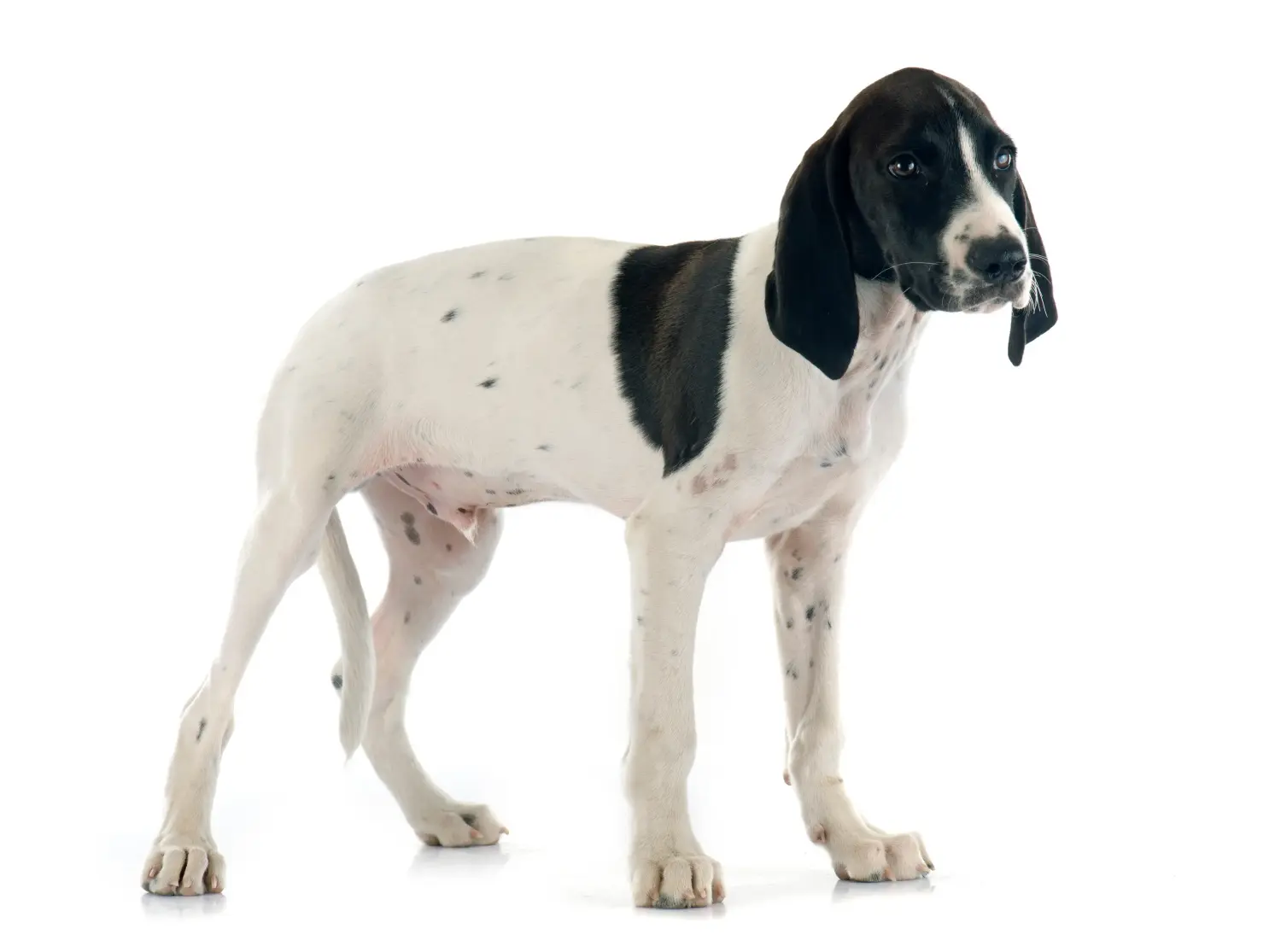 Acheter un chiot Braque d'Auvergne, c'est prendre ses responsabilités ! Acheter des chiots Braque d'Auvergne.