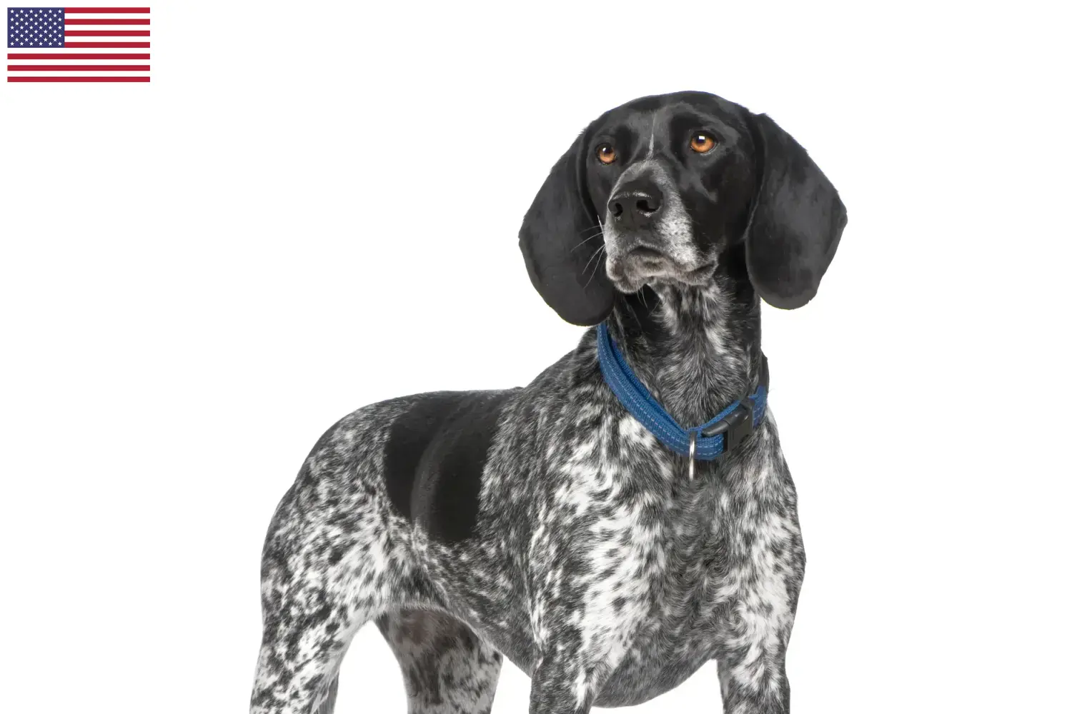 Braque d'Auvergne chiots et éleveurs USA Ici, tu trouveras des éleveurs de Braque d'Auvergne aux Etats-Unis.