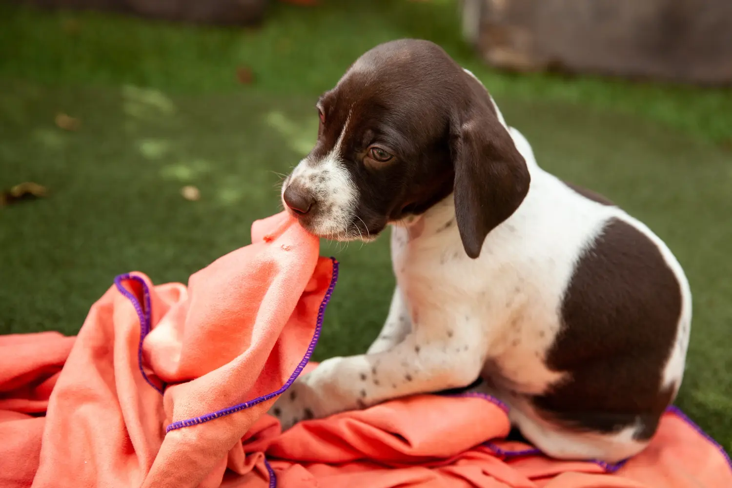 Acheter un chiot Braque français type Gascogne, c'est prendre ses responsabilités ! Braque français type Gascogne acheter chiots.