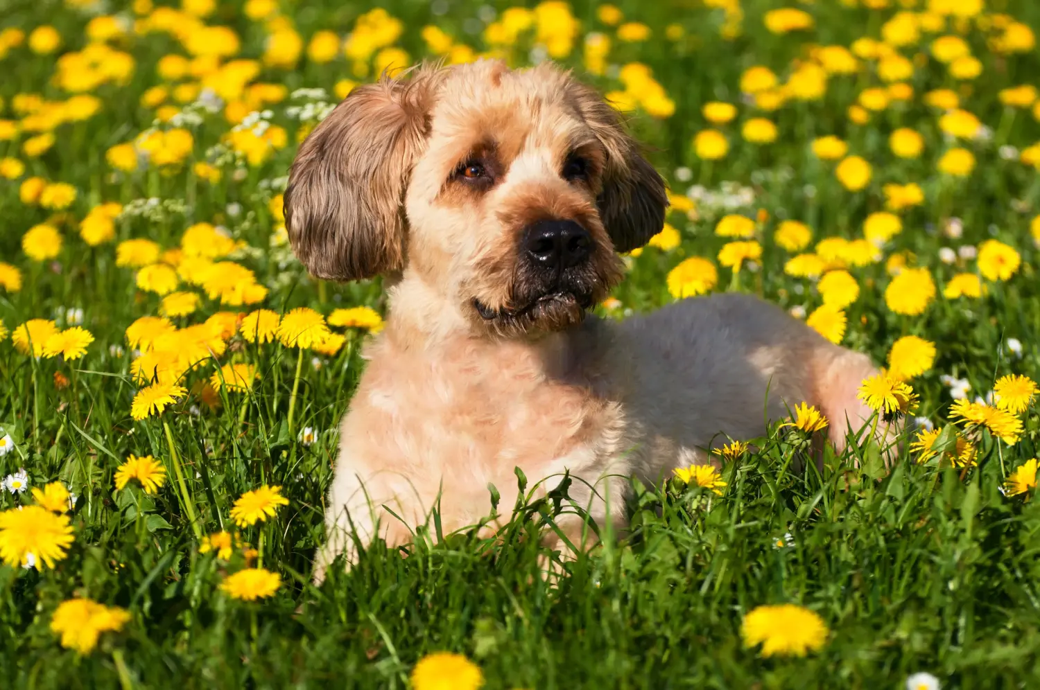 Acheter un chiot briard, c'est prendre ses responsabilités ! Acheter des chiots briards.