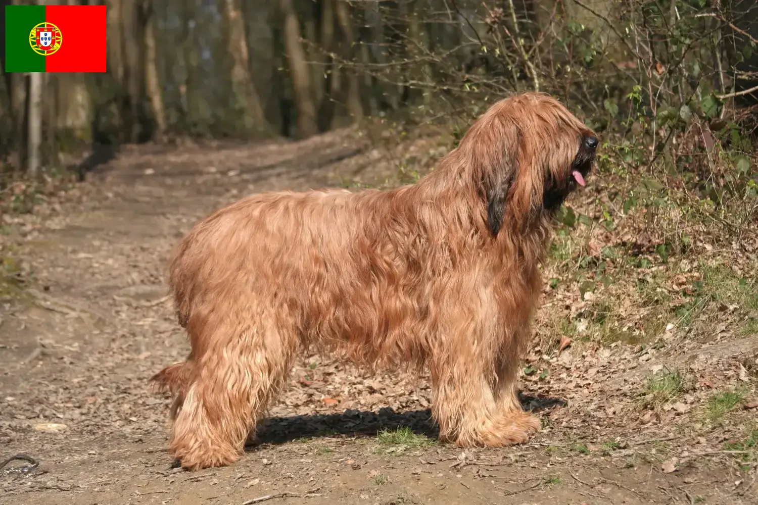 Briard chiots et éleveurs Portugal Ici, tu trouveras des éleveurs de Briards au Portugal.