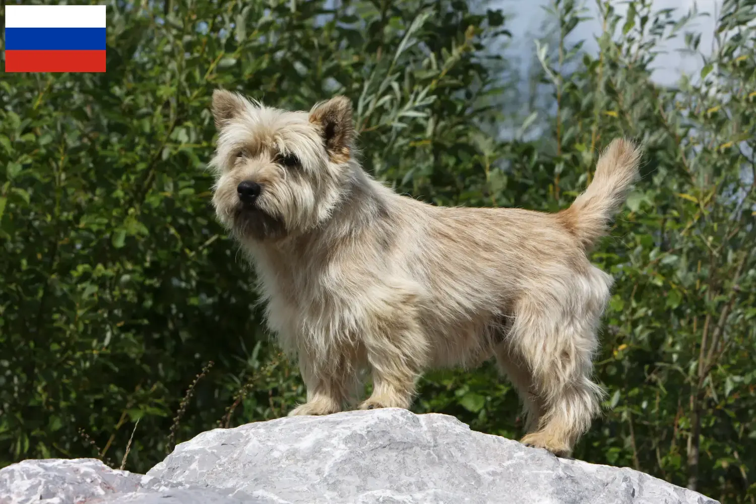Cairn Terrier chiots et éleveurs Russie Ici vous trouverez des éleveurs de Cairn Terrier en Russie.