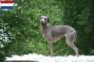 Lire la suite à propos de l’article Éleveurs de carillons italiens et chiots aux Pays-Bas