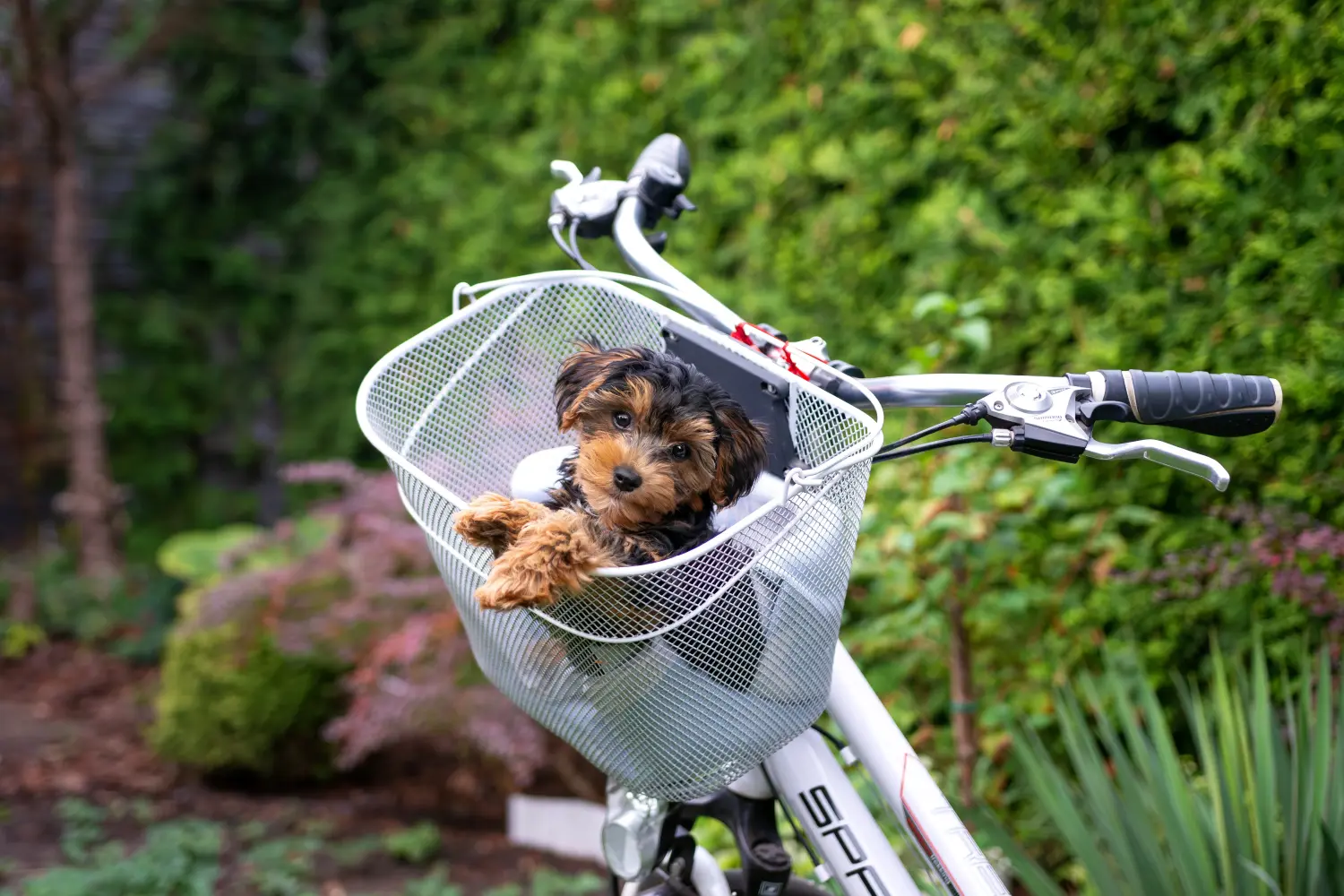 Acheter un chiot Cavoodle, c'est prendre ses responsabilités ! Acheter des chiots Cavoodle.