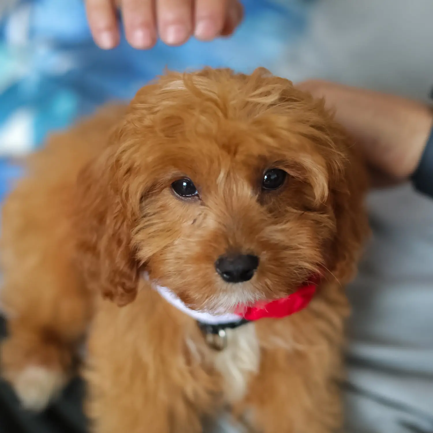 Acheter un chiot Cavoodle, c'est prendre ses responsabilités ! Acheter des chiots Cavoodle.