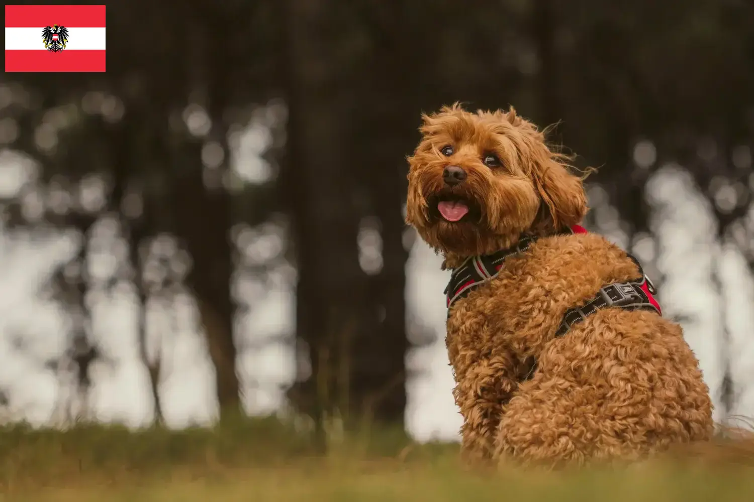 Cavoodle chiots et éleveurs Autriche Ici, tu trouveras des éleveurs de Cavoodles en Autriche.