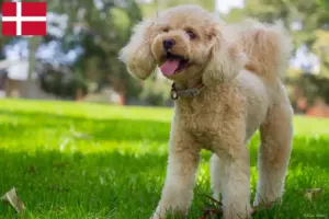 Lire la suite à propos de l’article Éleveurs de Cavoodle et chiots au Danemark