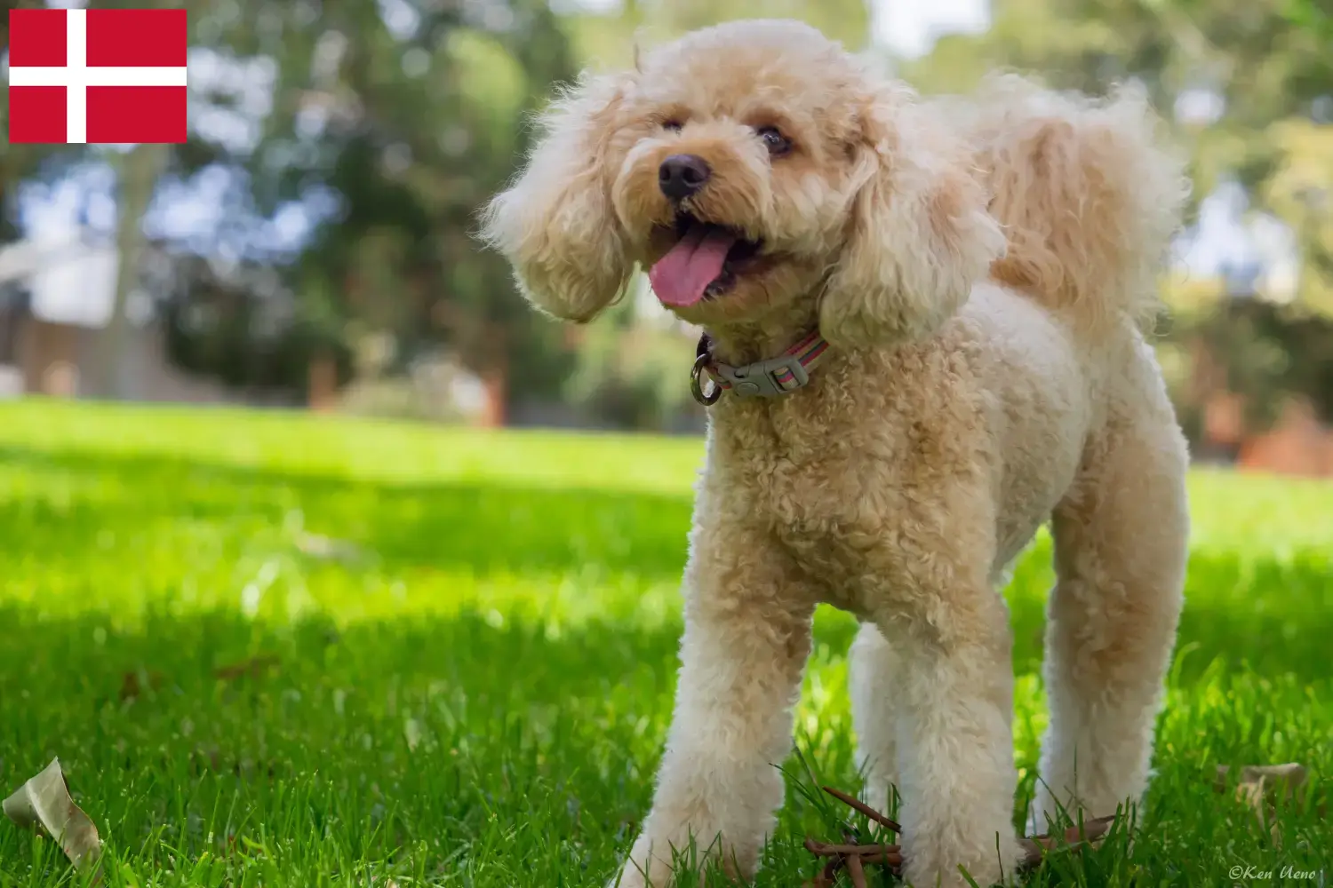 Cavoodle chiots et éleveurs Danemark Ici, tu trouveras des éleveurs de Cavoodles au Danemark.