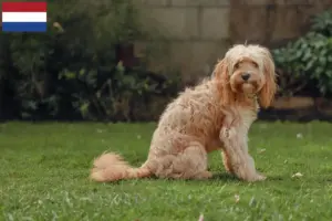 Lire la suite à propos de l’article Éleveurs de Cavoodle et chiots aux Pays-Bas