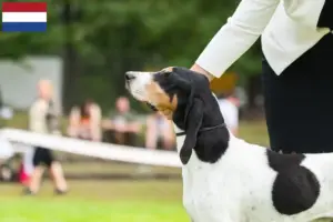 Lire la suite à propos de l’article Éleveurs suisses de chiens courants et chiots aux Pays-Bas