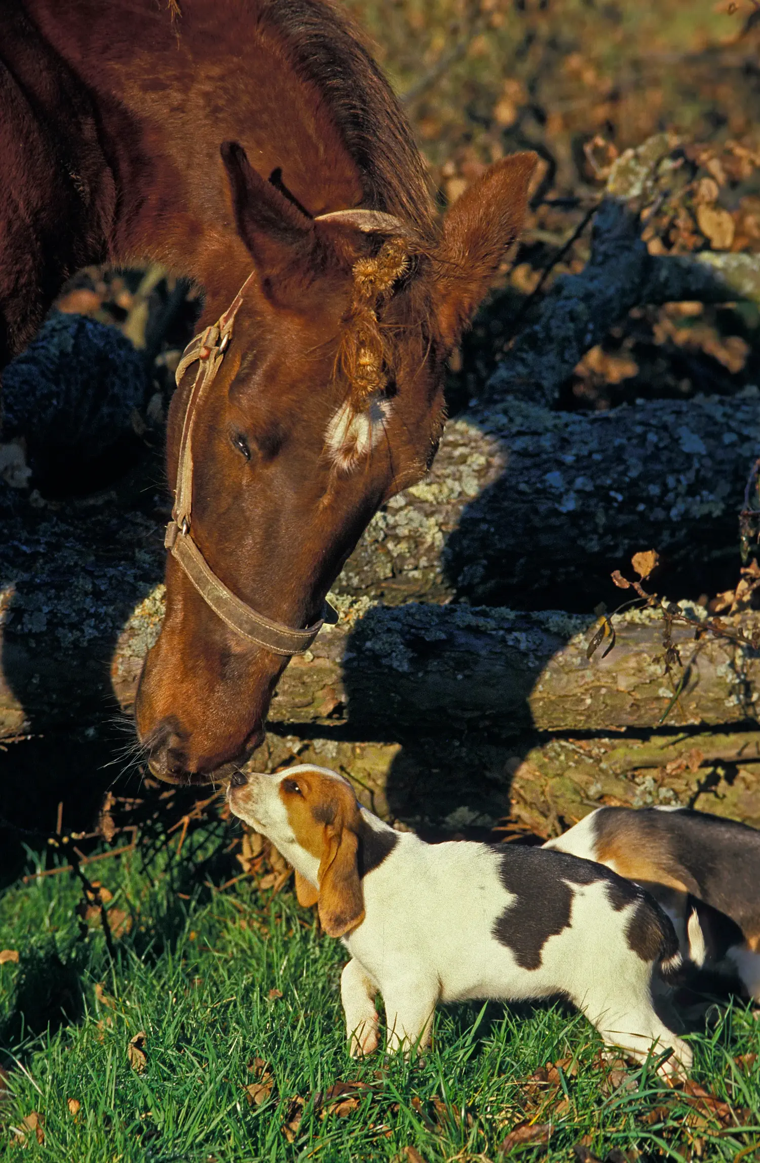 Acheter un chiot Chien d'Artois, c'est prendre ses responsabilités ! Acheter des chiots Chien d'Artois.