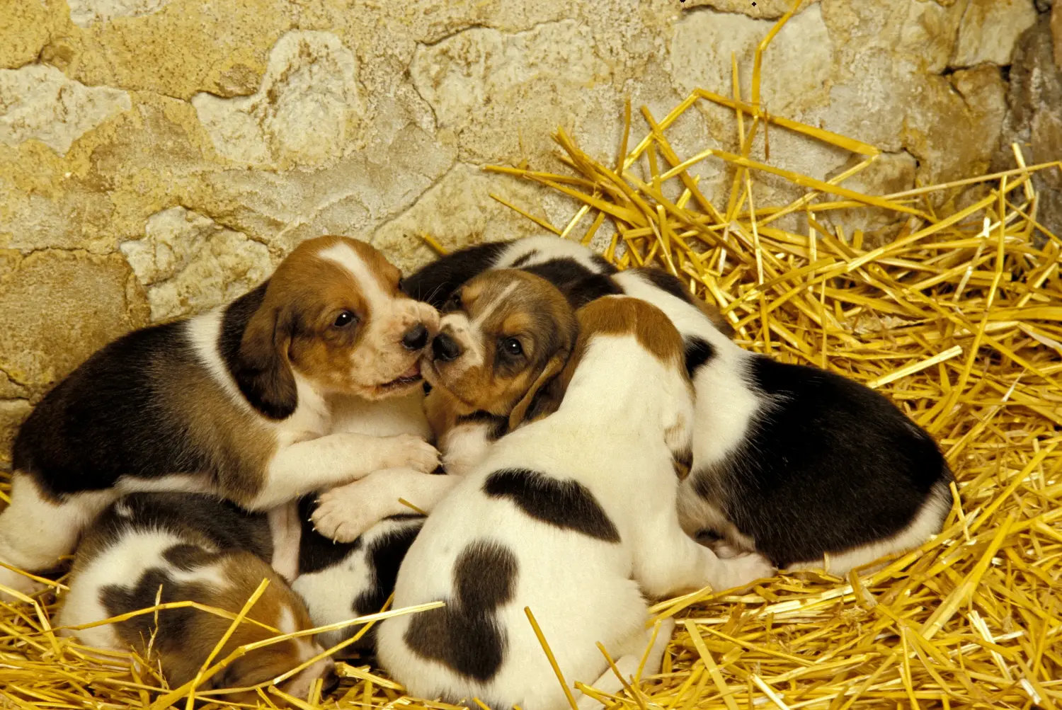 Acheter un chiot Chien d'Artois, c'est prendre ses responsabilités ! Acheter des chiots Chien d'Artois.