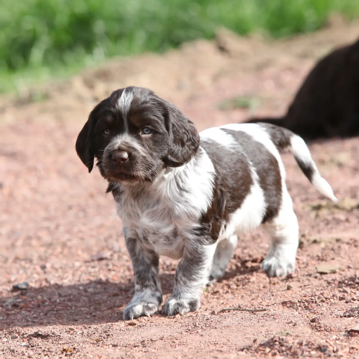 Acheter un chiot de Caille des blés allemande, c'est prendre ses responsabilités ! Acheter un chiot de chien de garde allemand.