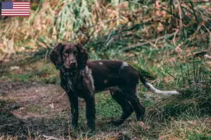 Lire la suite à propos de l’article Éleveurs de chiens de garde allemands et chiots aux États-Unis
