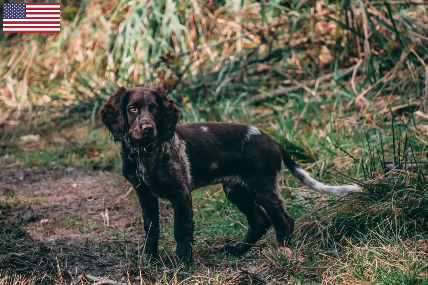 Chien de garde allemand chiots et éleveurs USA Ici, tu trouveras des éleveurs de chiens de caille allemands aux Etats-Unis.