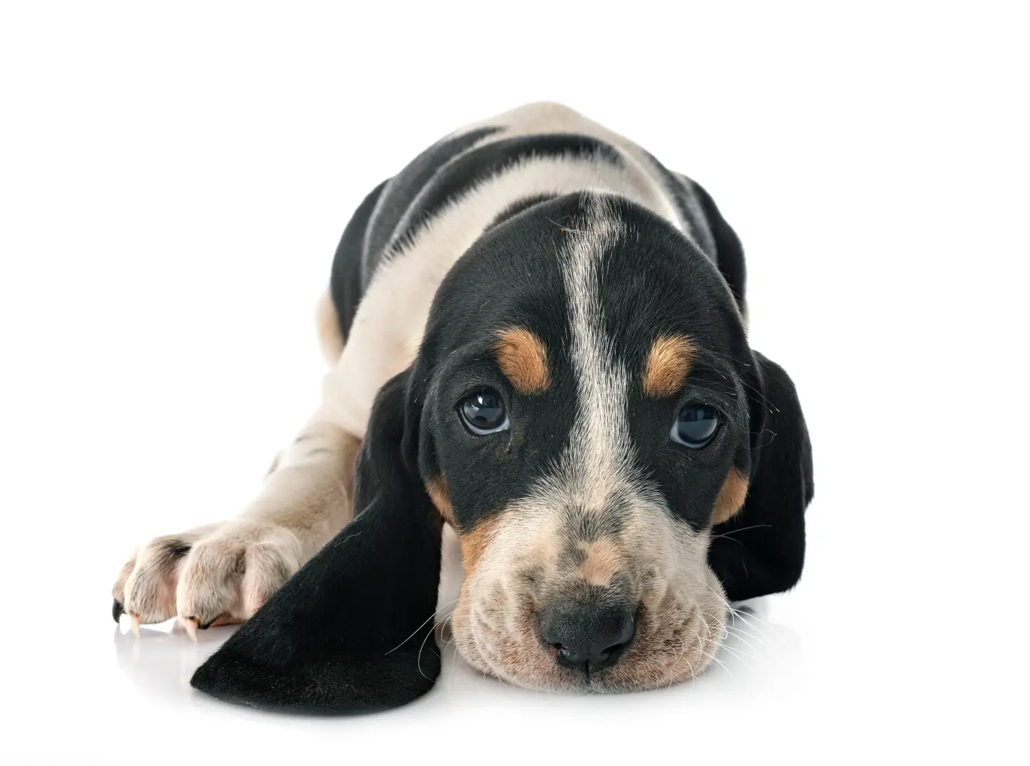 Acheter un chiot chien courant suisse, c'est prendre ses responsabilités ! Acheter des chiots de chiens courants suisses.