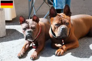 Lire la suite à propos de l’article Éleveurs de chiens chinois Chongqing et chiots en France