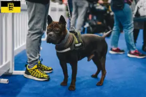 Lire la suite à propos de l’article Chinois Chongqing Dog éleveurs et chiots en Baden-Württemberg