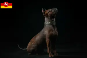 Lire la suite à propos de l’article Chinois Chongqing Dog éleveurs et chiots en Basse-Saxe