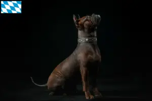 Lire la suite à propos de l’article Éleveurs de chiens chinois Chongqing et chiots en Bavière