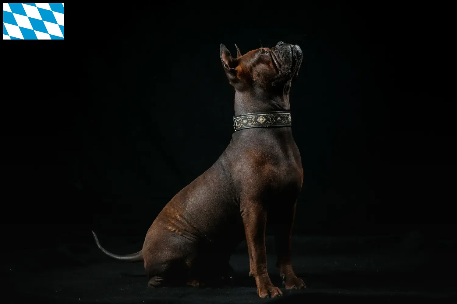 Chien chinois Chongqing Chiots et éleveurs Bavière Ici vous trouverez les éleveurs de Chongqing Dogs chinois en Bavière.