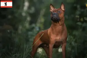 Lire la suite à propos de l’article Éleveurs de chiens chinois Chongqing et chiots à Berlin