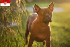 Lire la suite à propos de l’article Chinois Chongqing Dog éleveurs et chiots dans le Brandebourg
